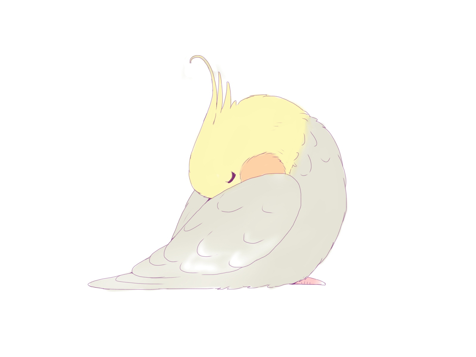 調子の悪いオカメインコ