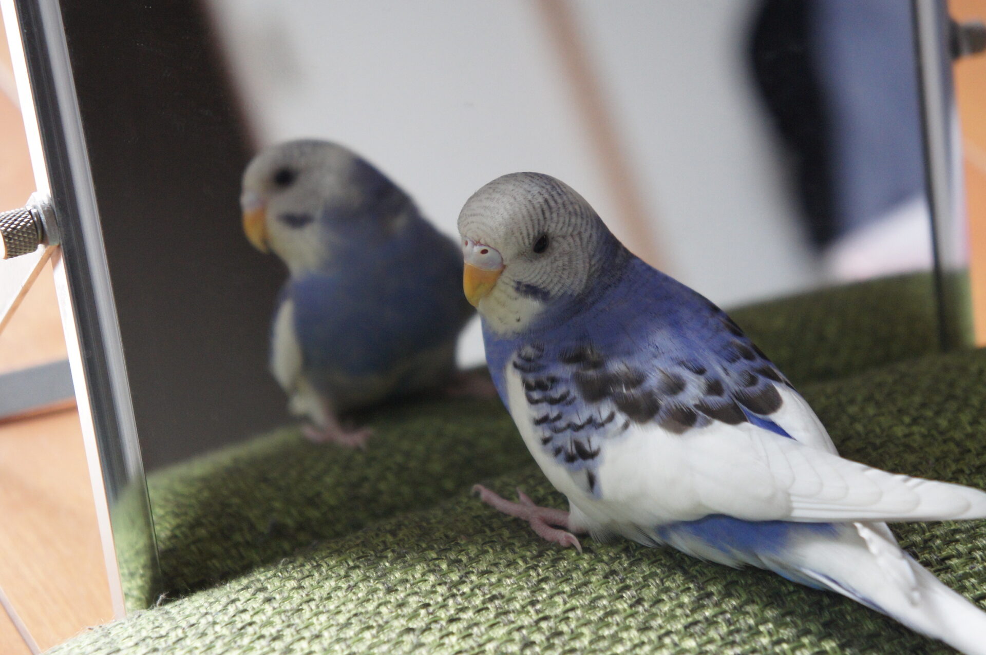セキセイインコ（パイド）