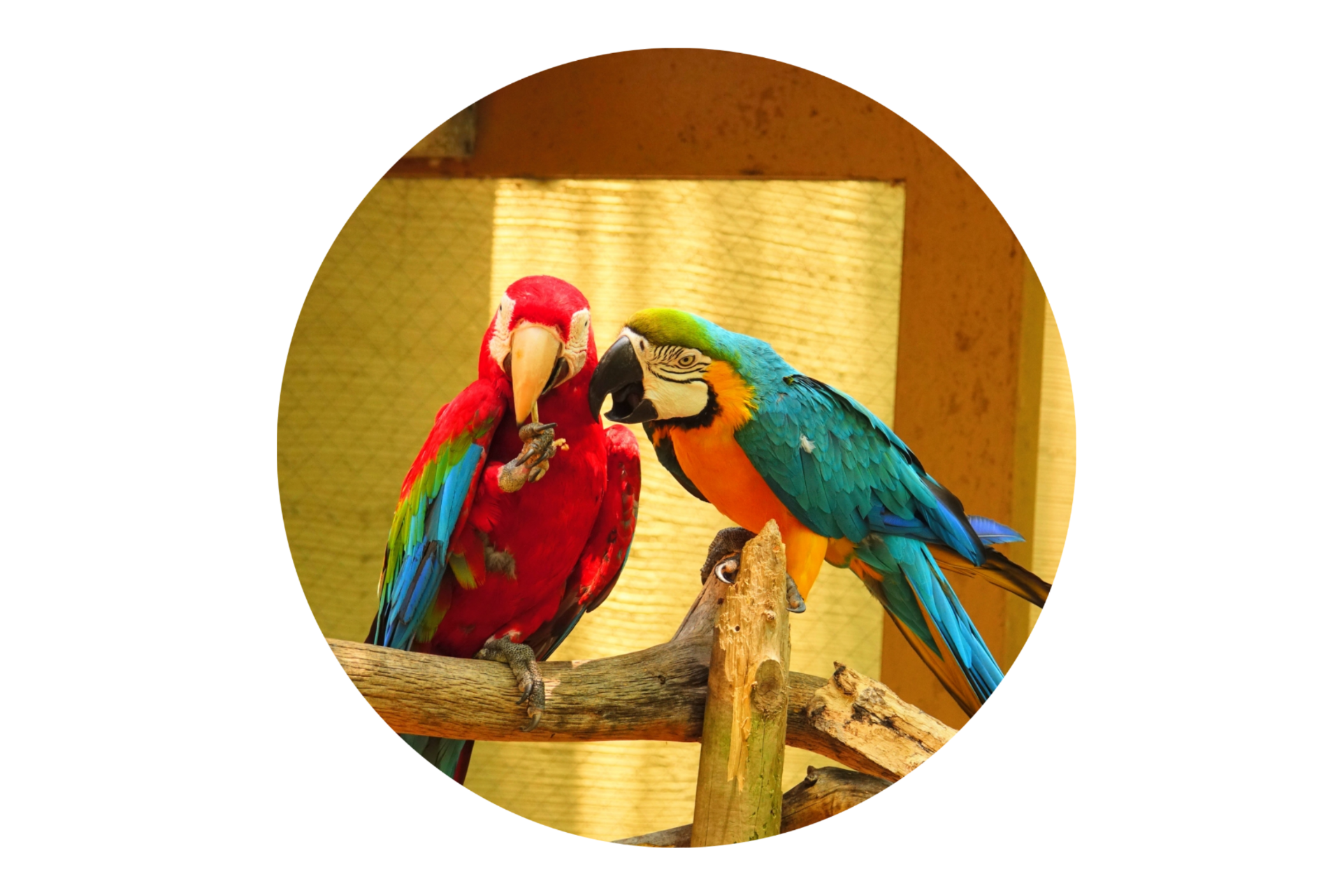 コンゴウインコ
