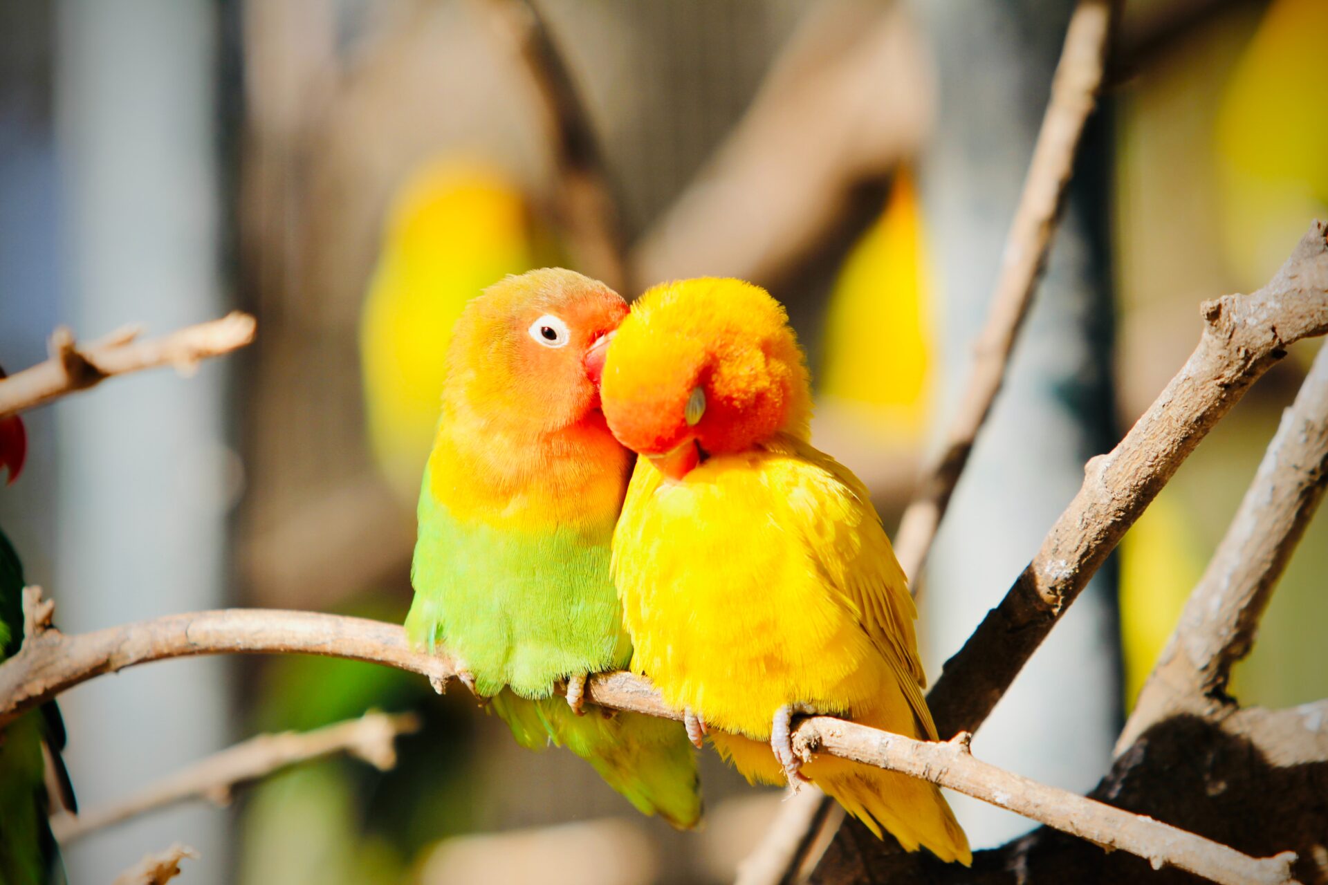 コガネメキシコインコ