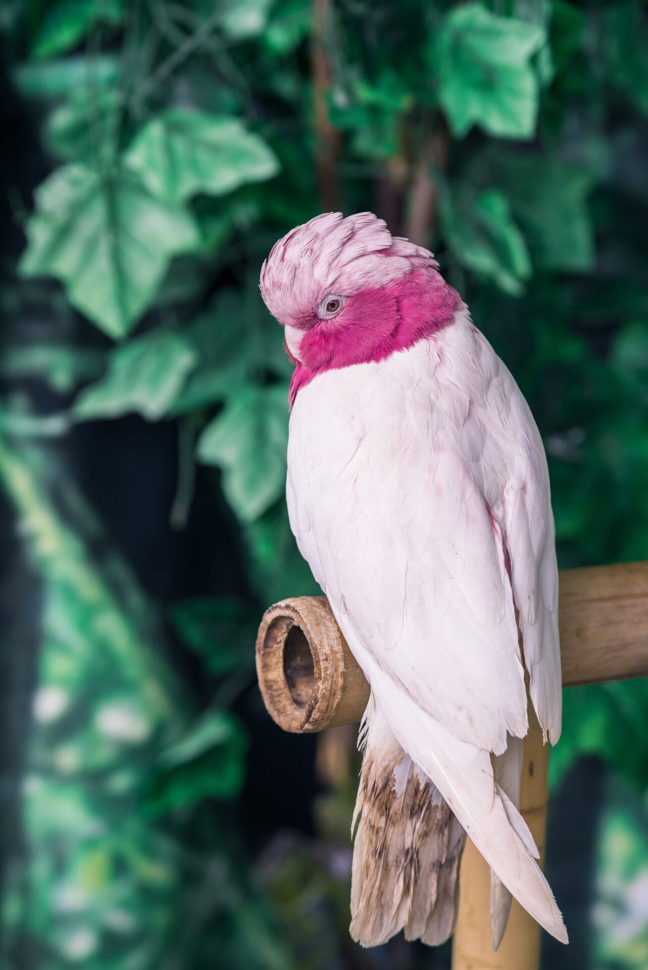 モモイロインコ
