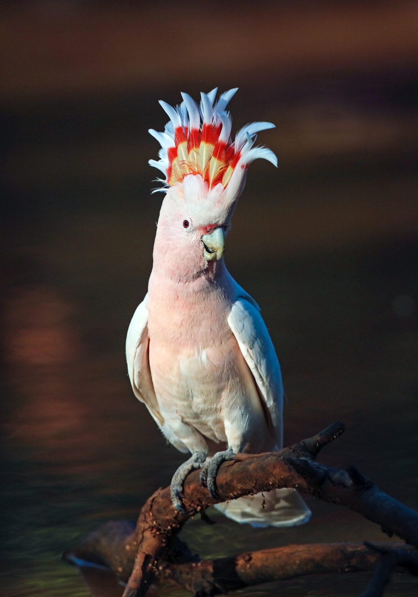 オウム