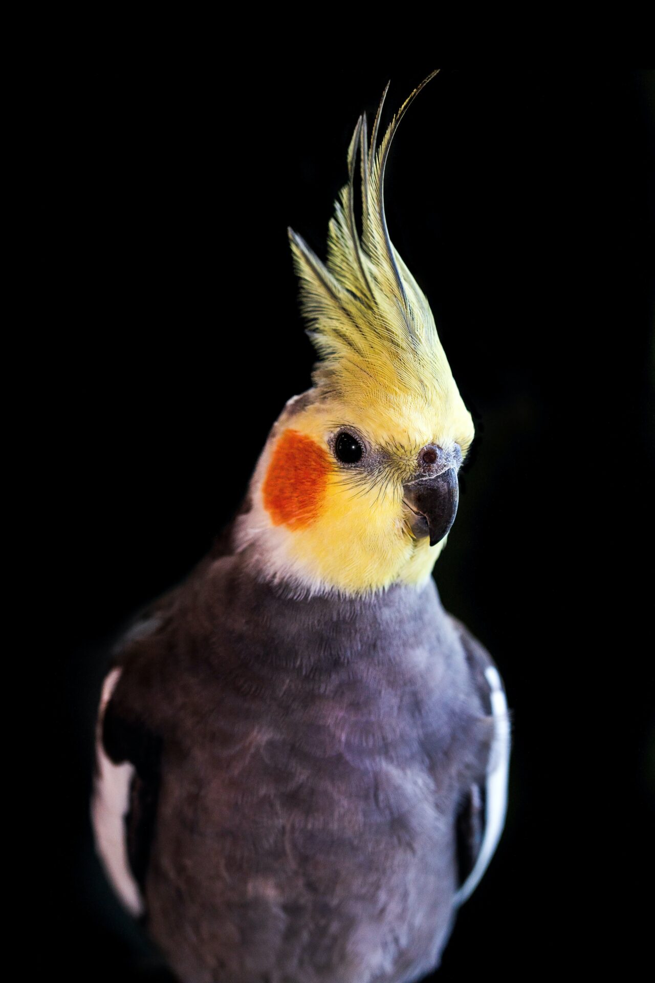 冠羽が立っているオカメインコ