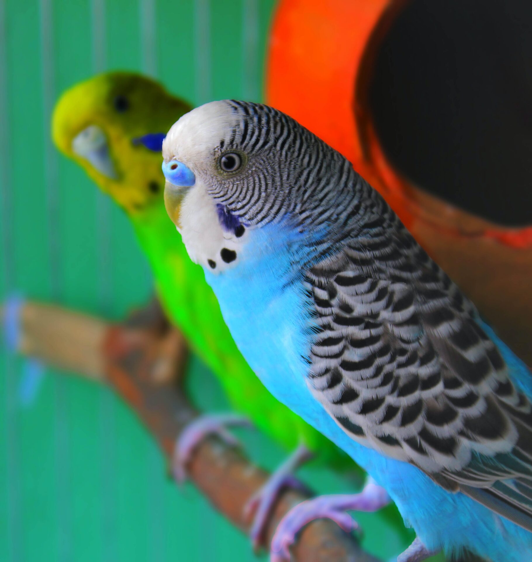 雄のノーマルセキセイインコ（ブルー）