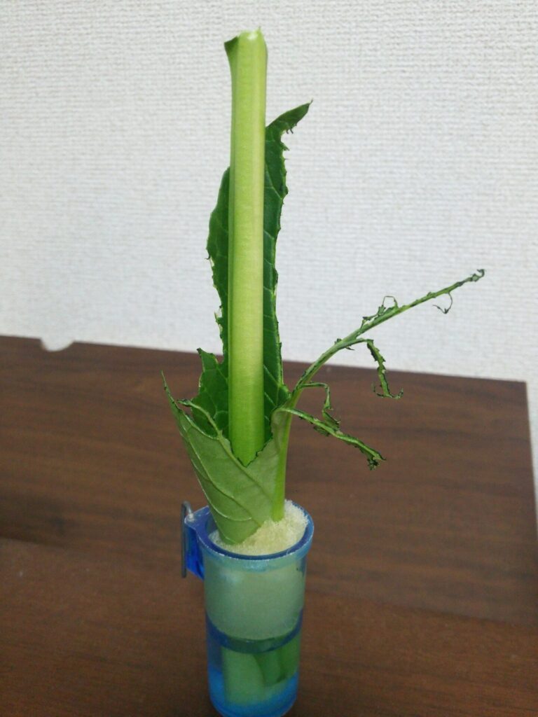小松菜の茎