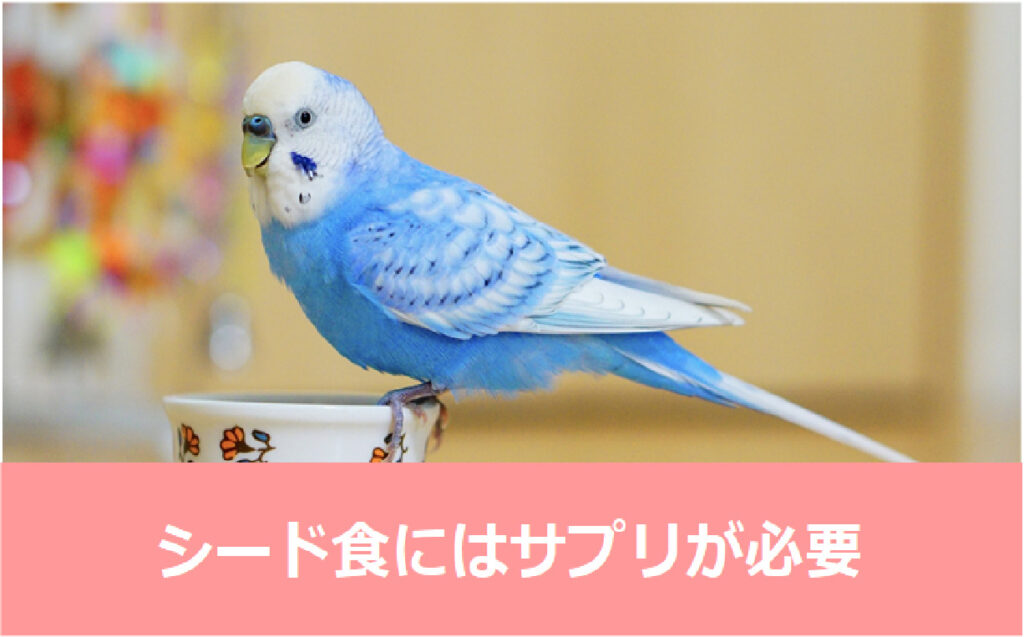 インコちゃんブログ インコ好きによるインコ好きのためのインコ情報ブログ