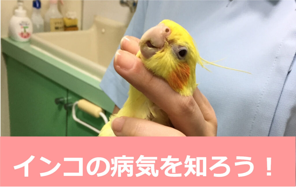 インコの病気を知っておこう！ インコちゃんブログ