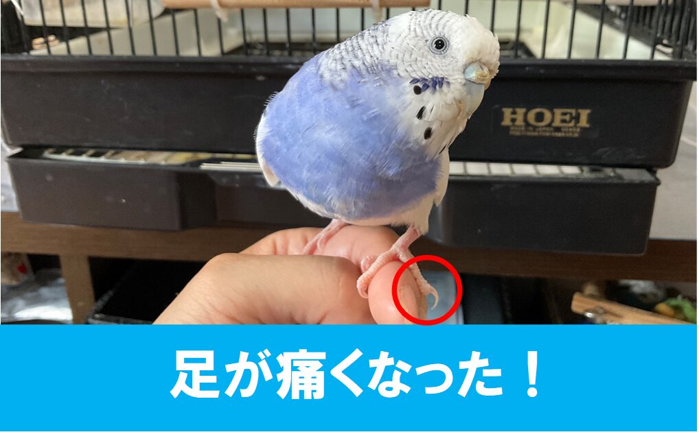 片足を挙げるインコ