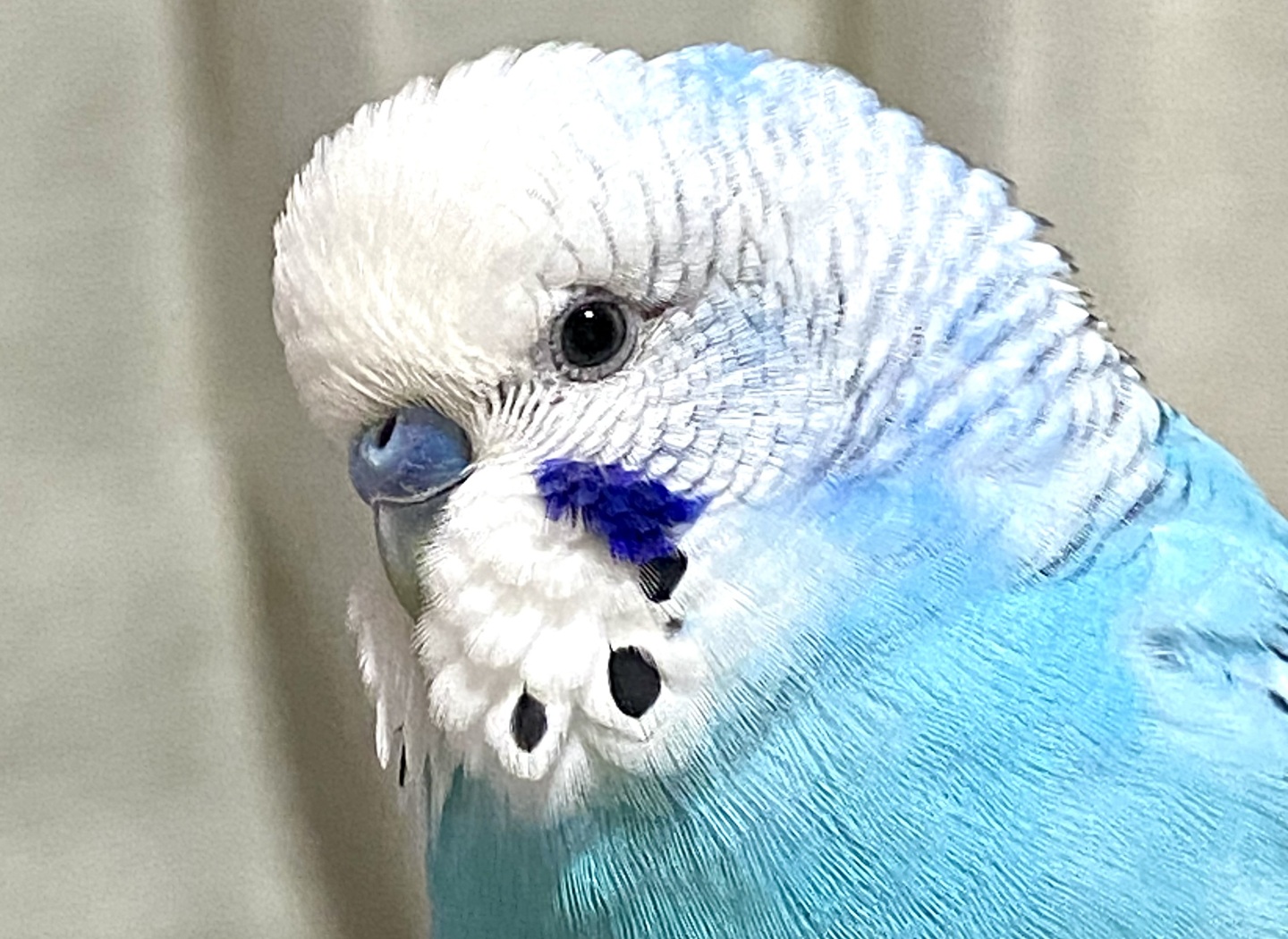青いセキセイインコ