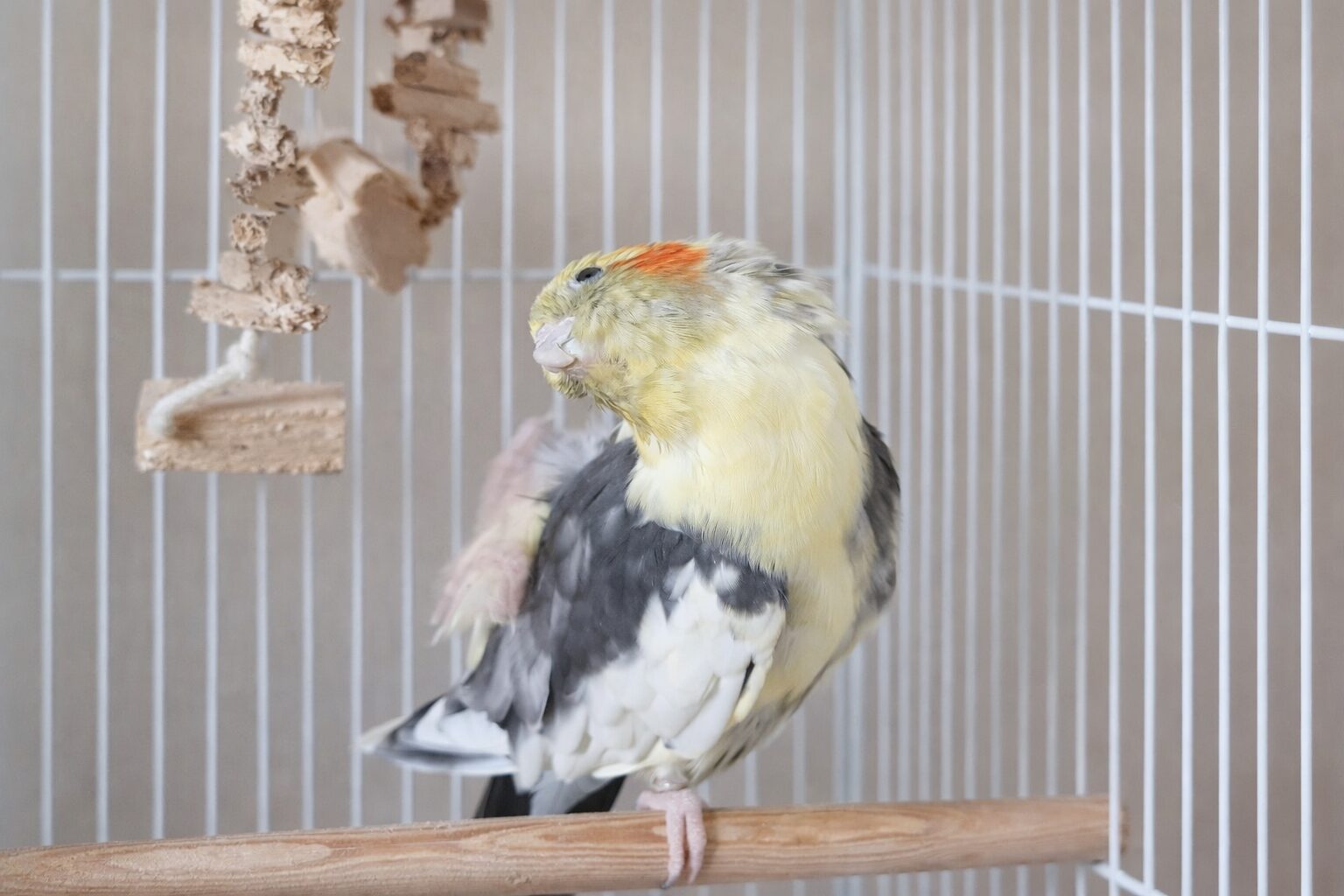 脚でカキカキしているオカメインコ