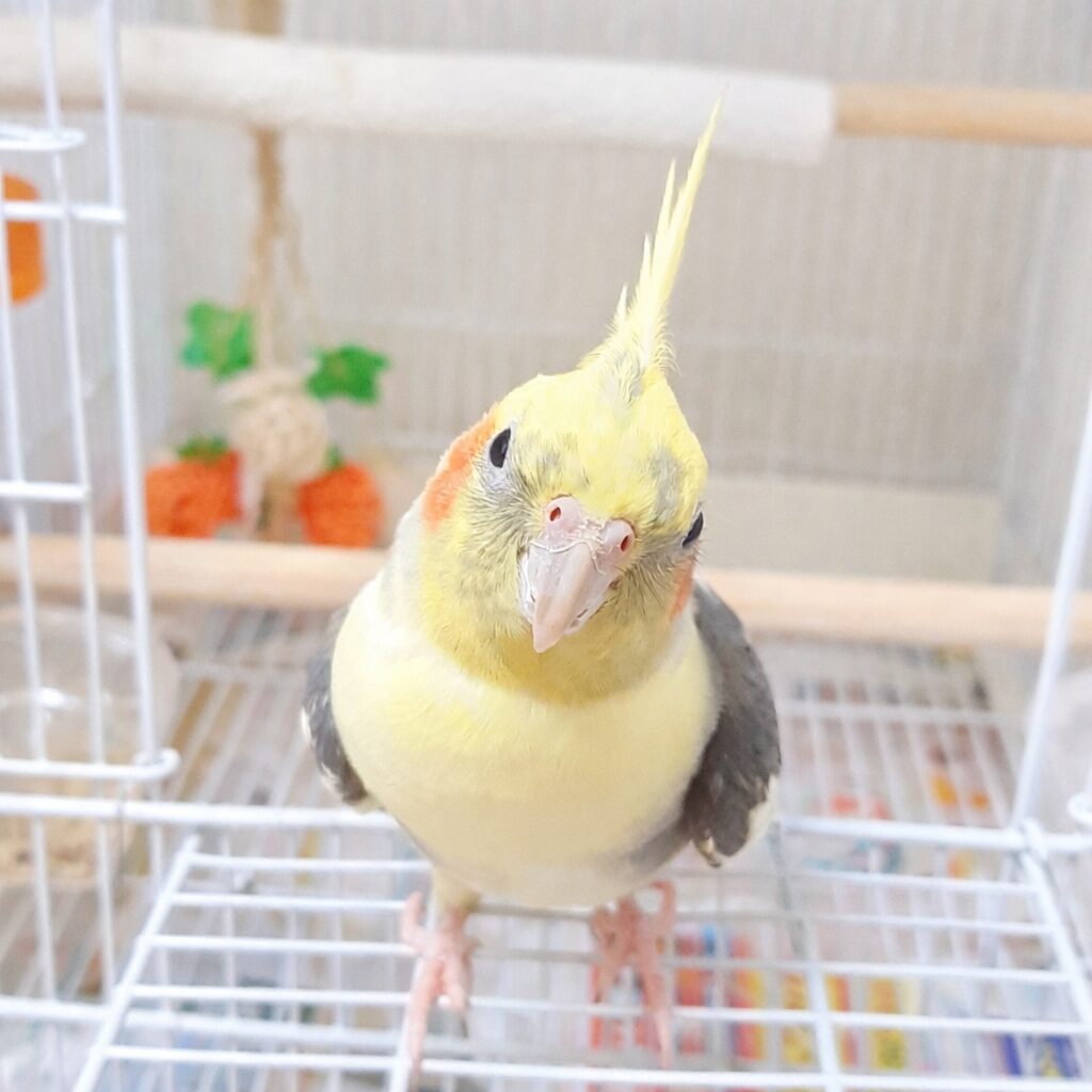 ケージを出るオカメインコ