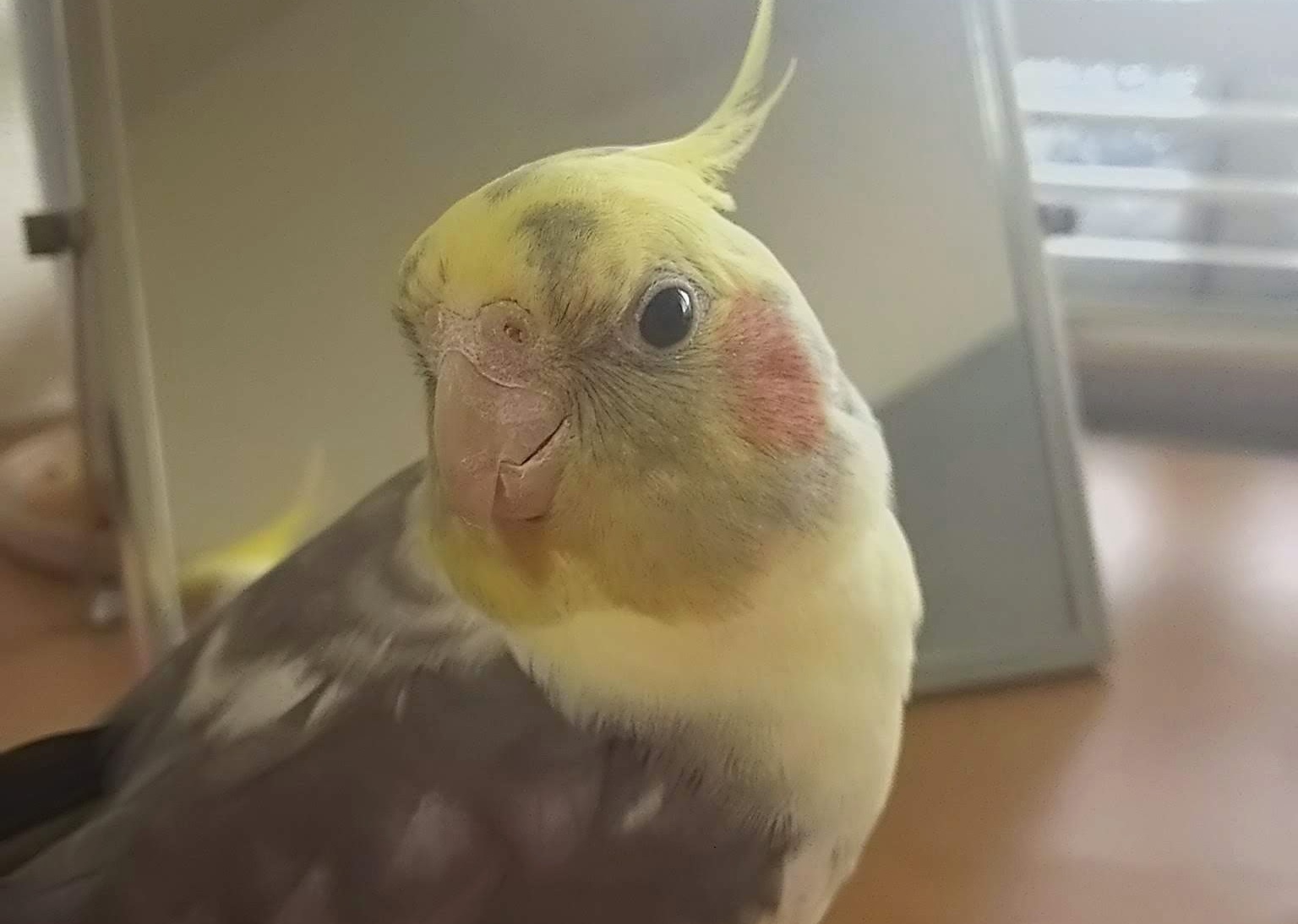 オカメインコ