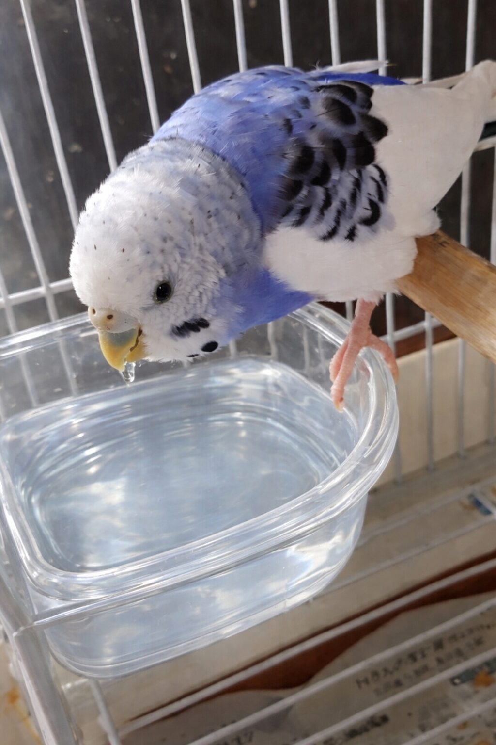 水を飲むインコ