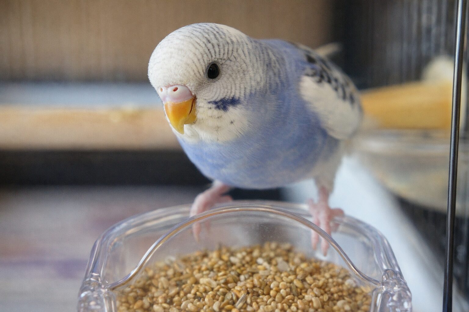 餌を食べるインコ