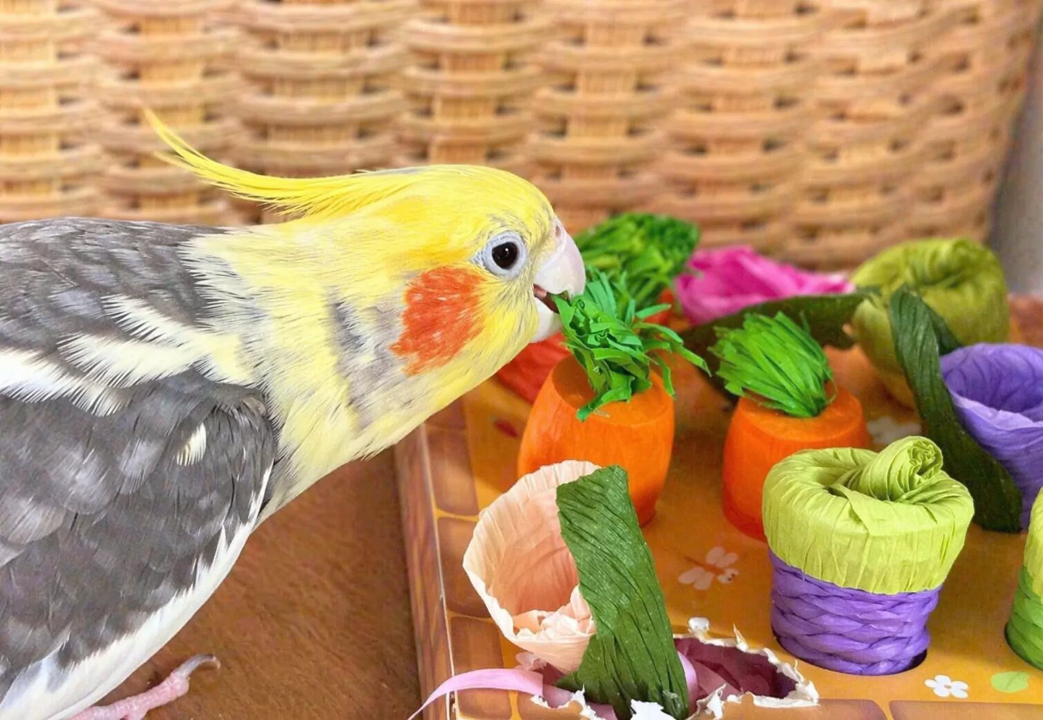 おもちゃで遊ぶオカメインコ